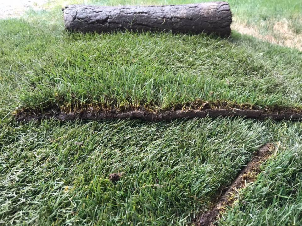 Photo Gallery Washington State Washington Sod and Turf