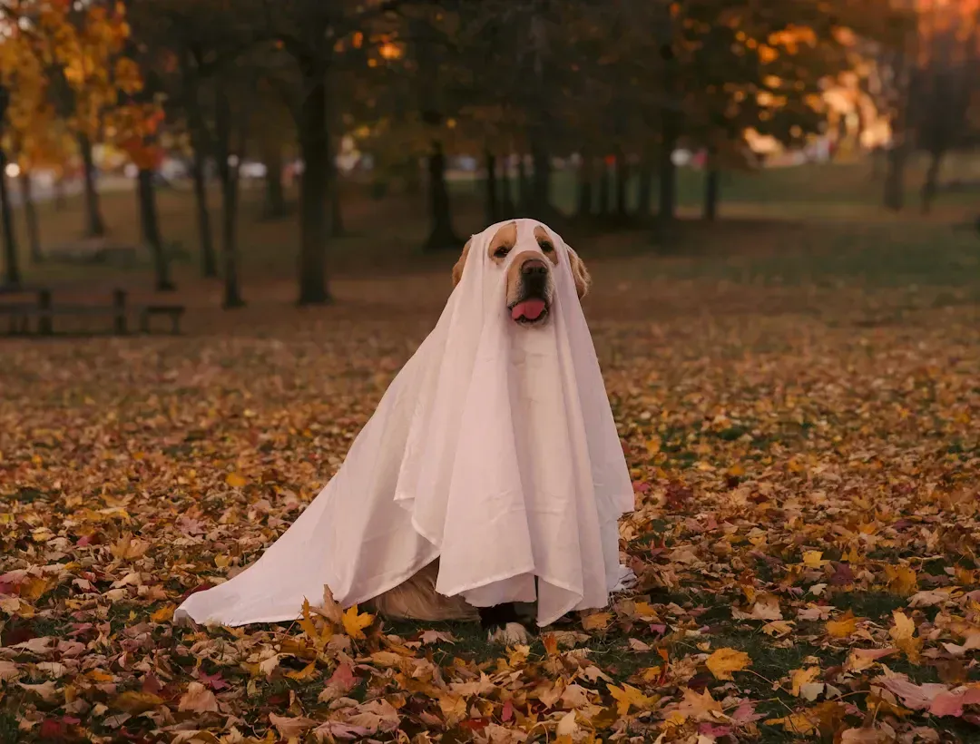 Dog in a white sheet costume sitting in a park with autumn leaves.