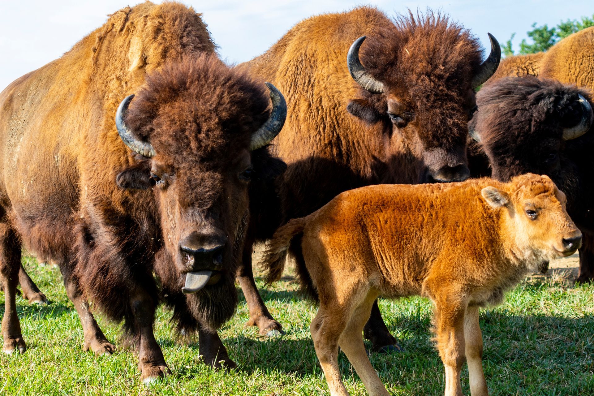 A herd of bison standing next to each other in a grassy field.