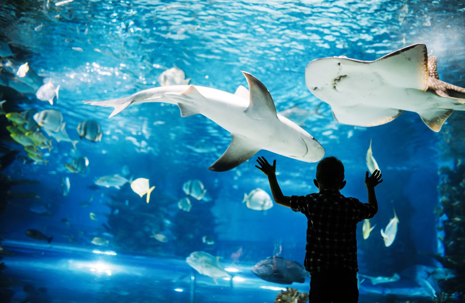 A boy is looking at sharks in an aquarium.