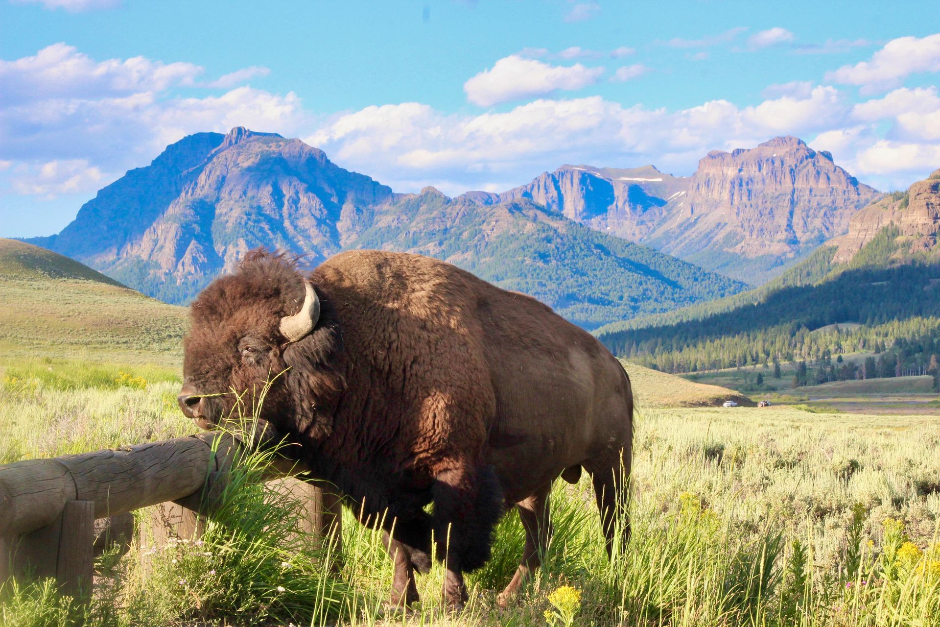 A bison is standing in a field with mountains in the background.