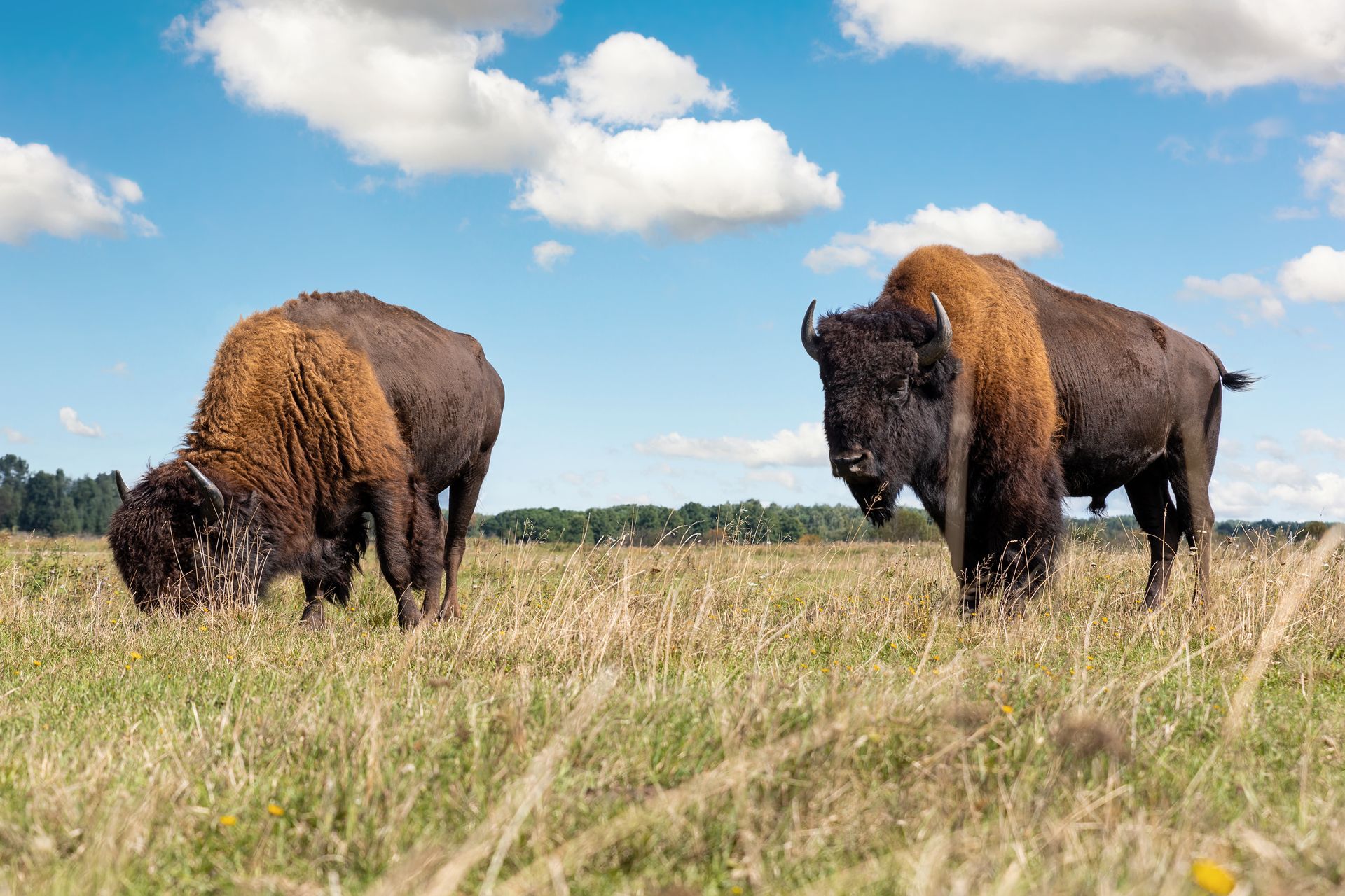 Two bison are grazing in a field on a sunny day.