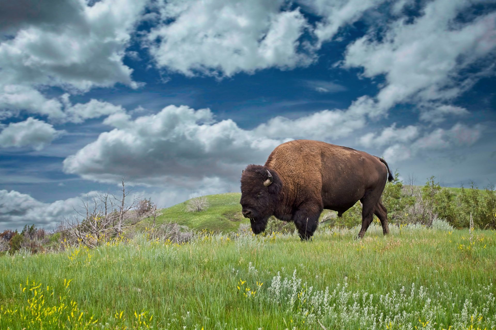 A bison is walking through a grassy field on a cloudy day.