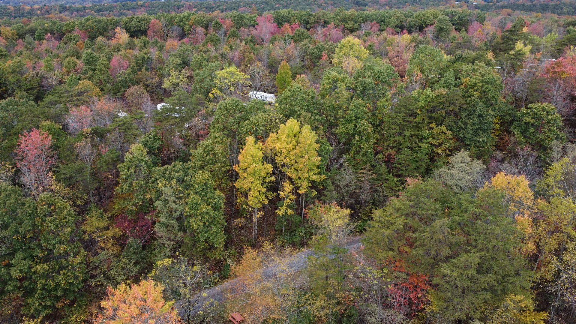 An aerial view of a forest with trees that are changing colors in the fall.