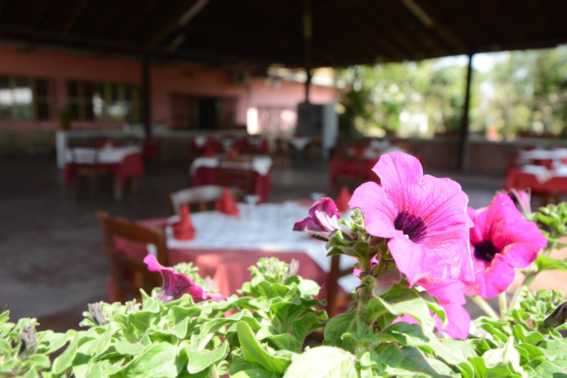 Petunie rosa a fuoco, tavoli di ristoranti con tovaglie rosse sfocate sullo sfondo.