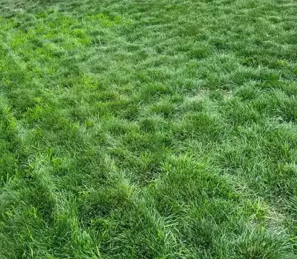 A close up of a lush green field of grass.