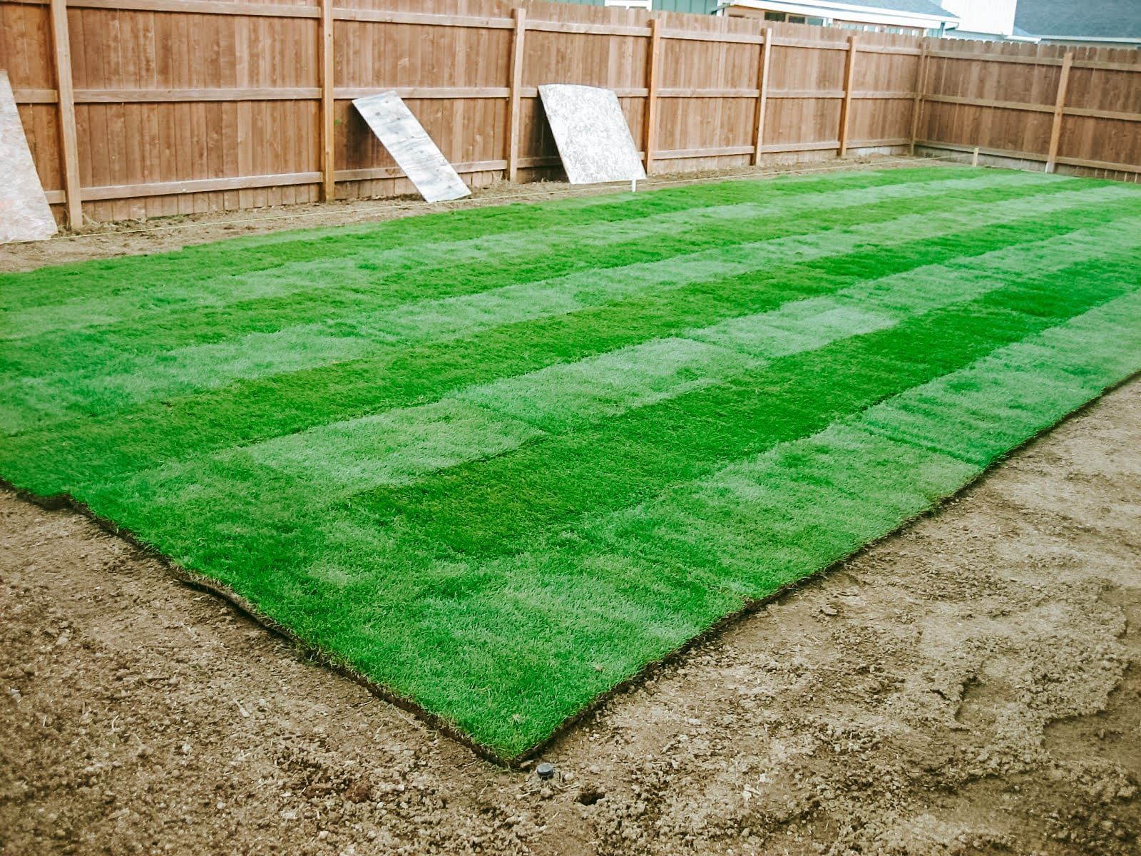 A lush green lawn with a wooden fence in the background.