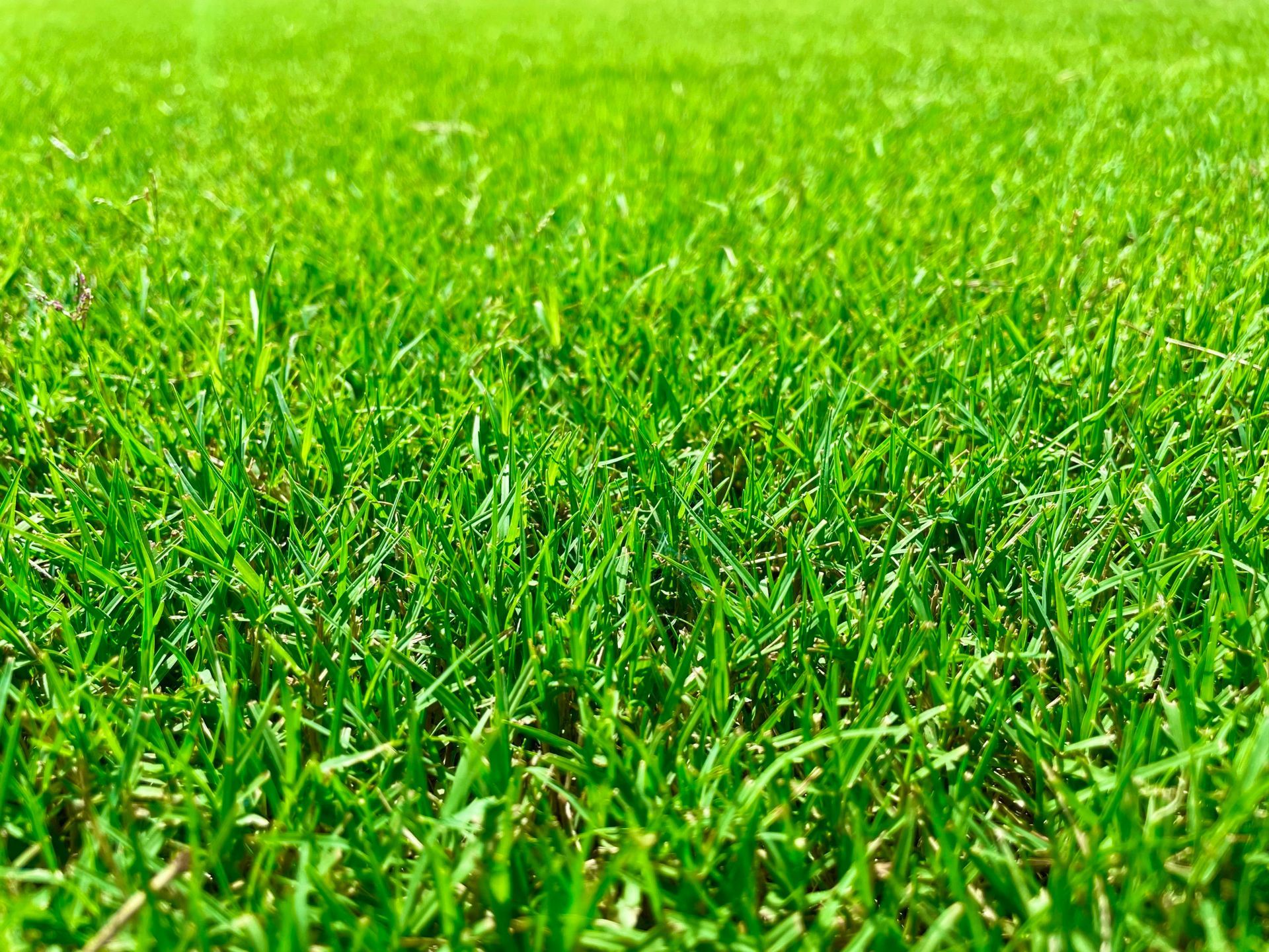 A close up of a lush green field of grass.