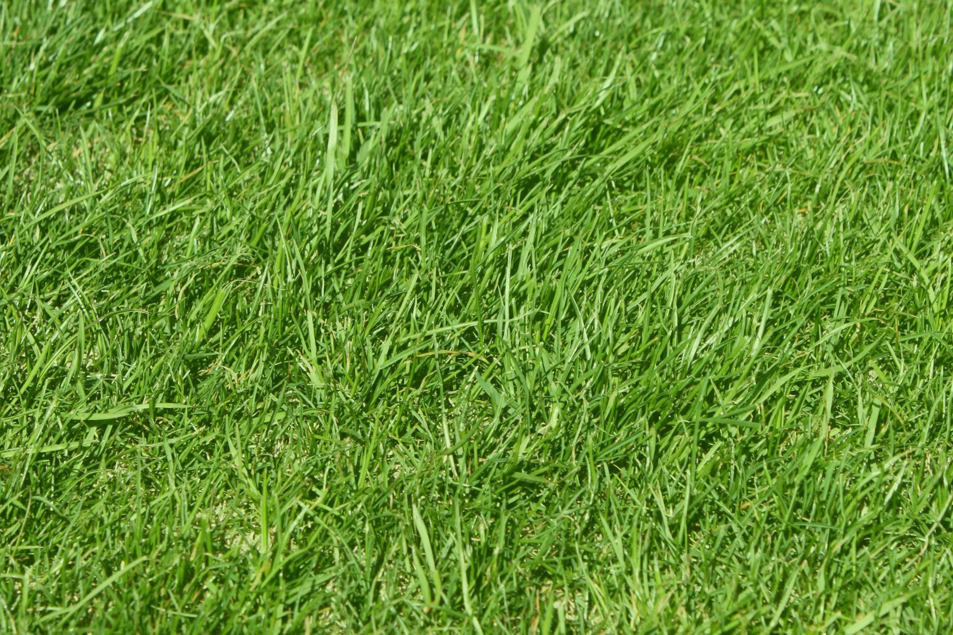 A close up of a lush green field of grass.