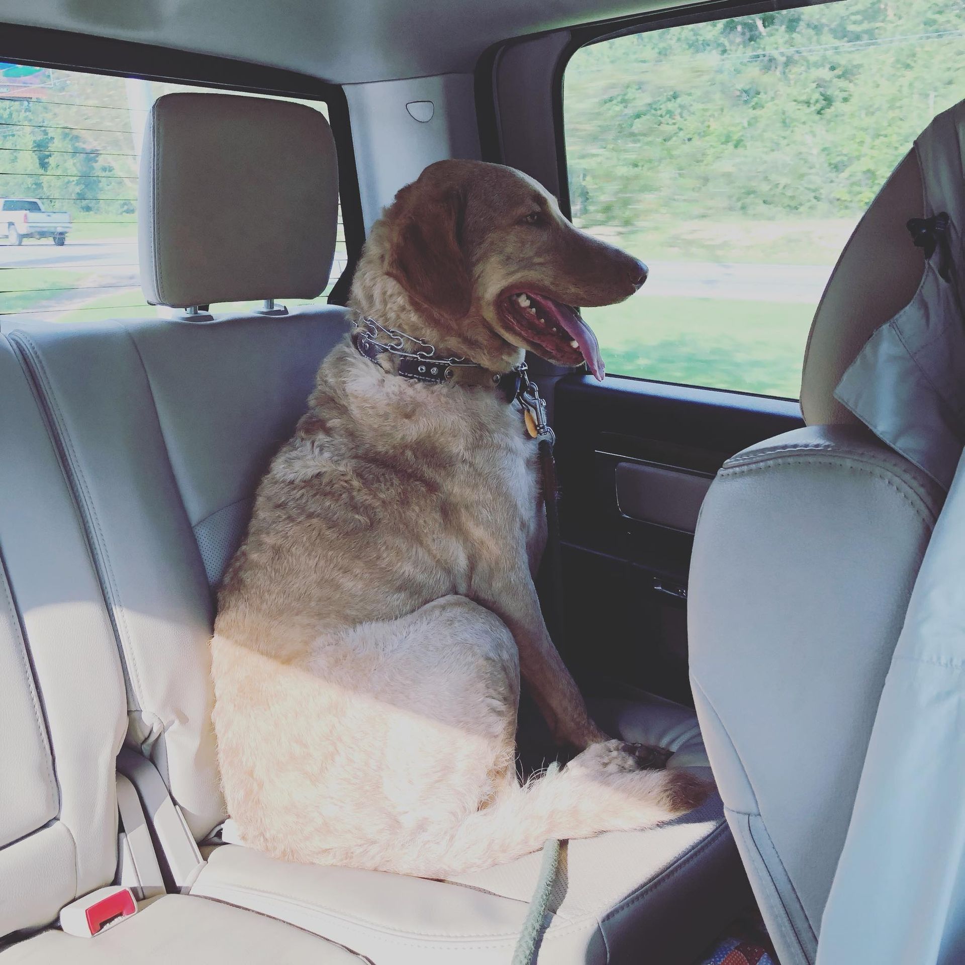 A tan dog sitting upright on the back seat of a car, looking out the window with its mouth open.