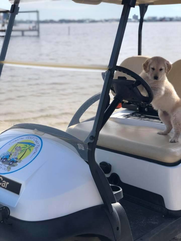 A light-colored puppy stands at the wheel of a golf cart parked by the water.