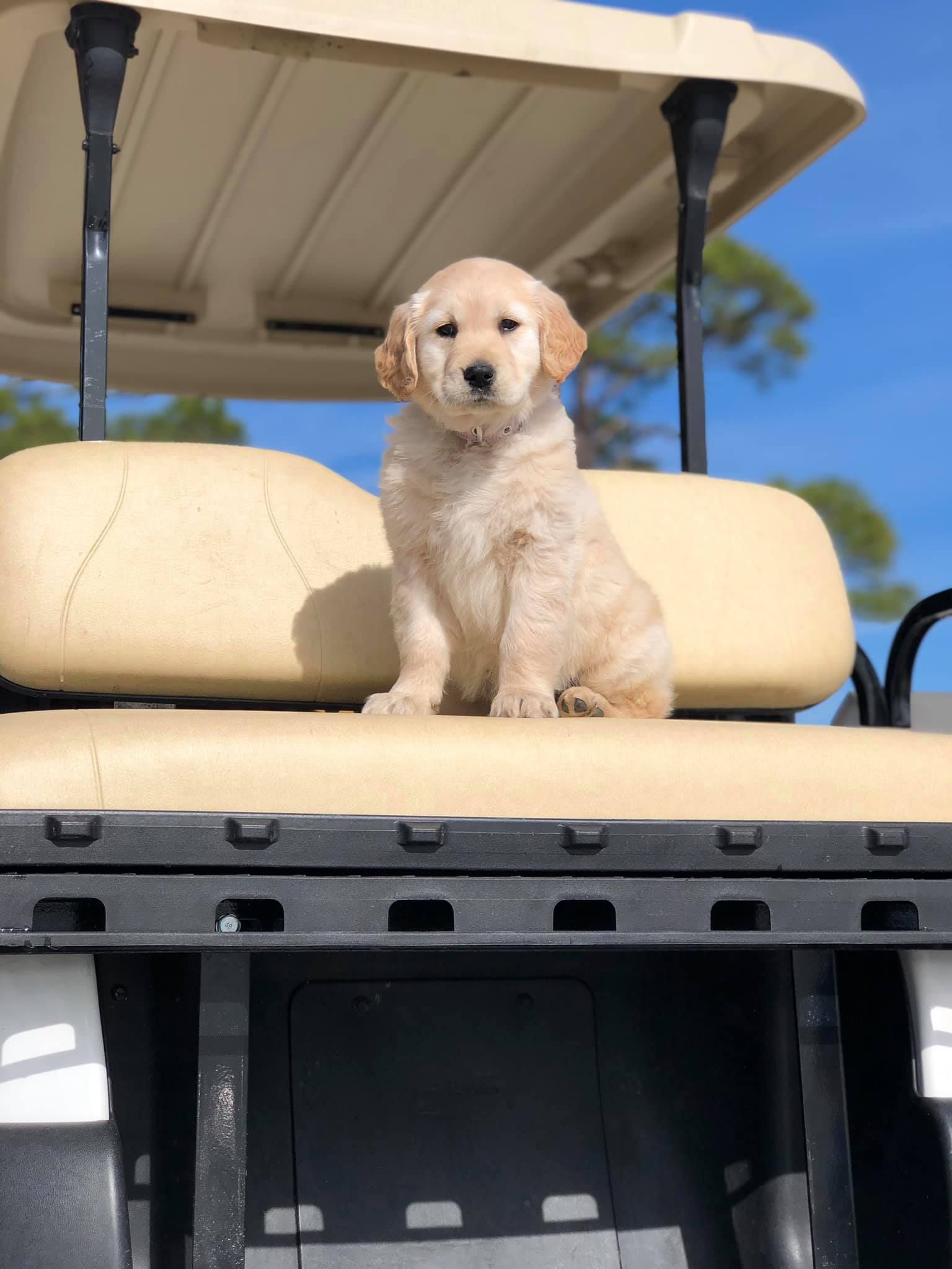 A light-colored golden retriever puppy sits on the tan seat of a golf cart under a clear blue sky.