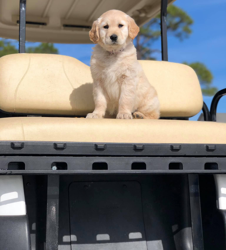 A light-colored golden retriever puppy sits on the tan bench seat of a golf cart against a blue sky.