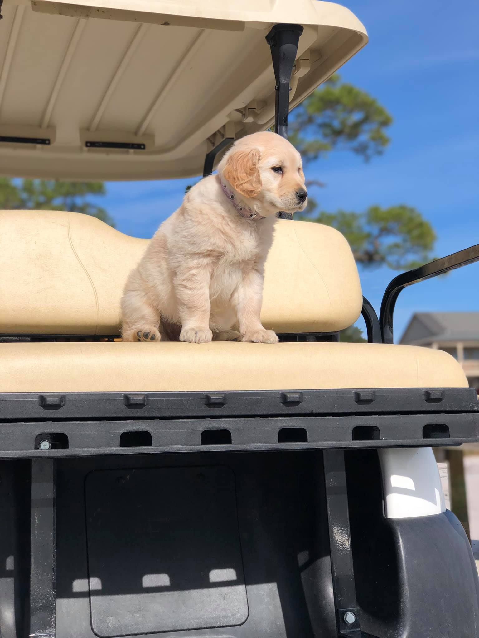A light-colored puppy sits alert on the beige seat of a golf cart under a bright blue sky.