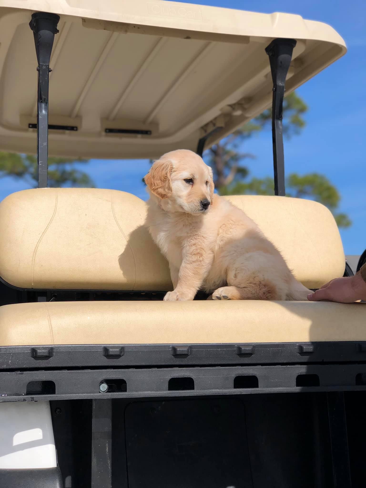 A light-colored, fluffy puppy sitting on the beige bench seat of a golf cart under a bright blue sky.