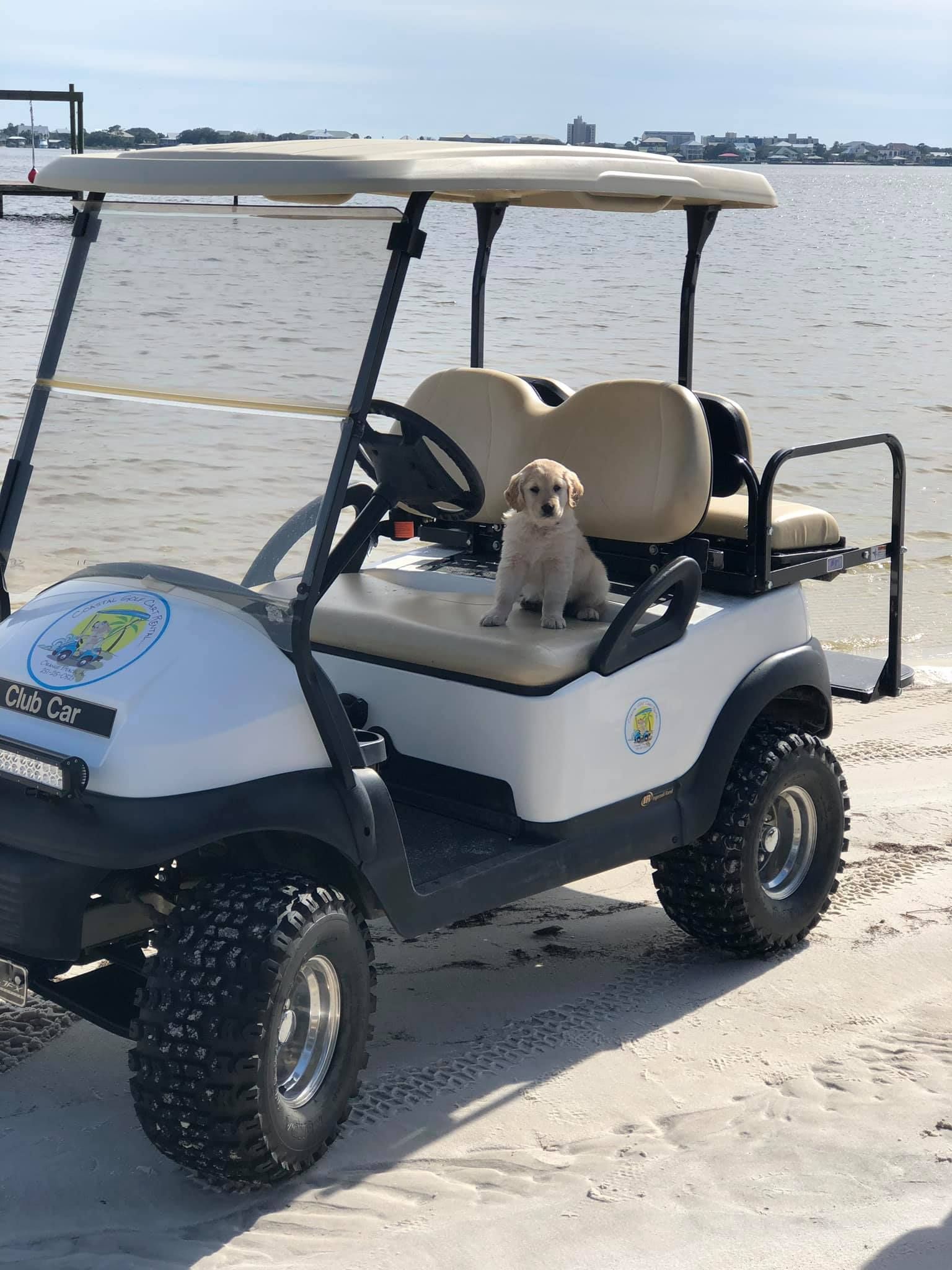 A light-colored puppy sits on the driver's seat of a white golf cart parked on a sandy beach near the water.