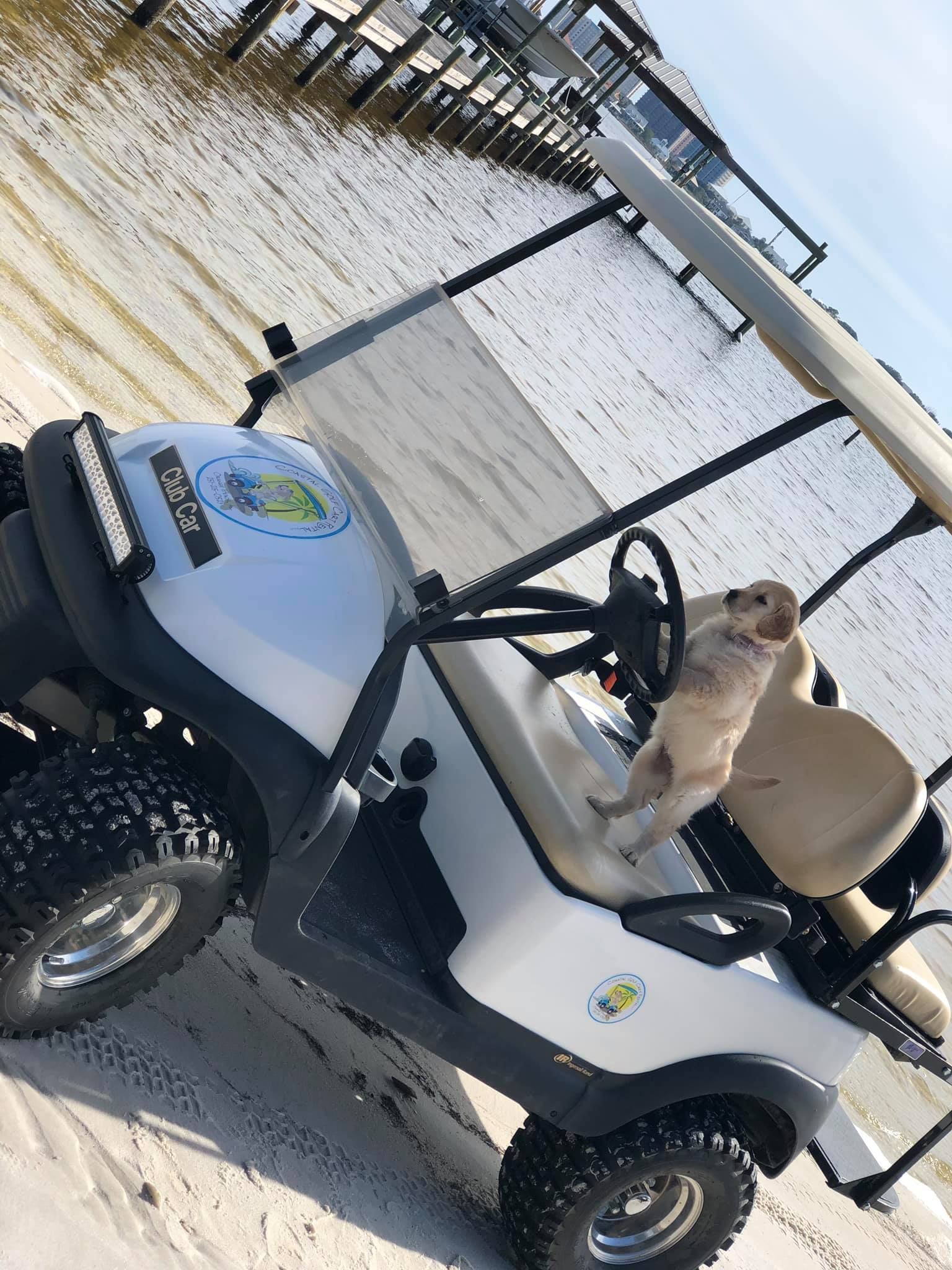 A small light-colored puppy stands on the driver's seat of a white golf cart parked on a sandy beach.
