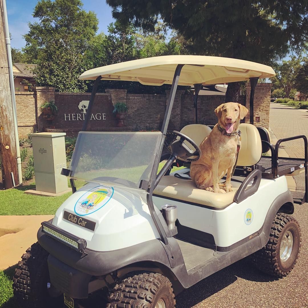 A light brown dog sits happily on the driver's seat of a white golf cart parked in front of a brick neighborhood entrance.
