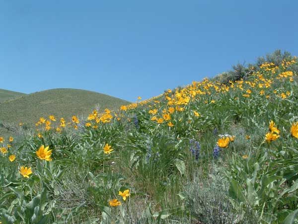 Wildflowers dot the vast lands surrounding Lewis & Clark trail