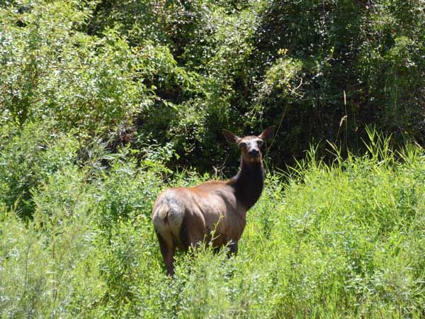 Sure to see some Idaho wildlife on your pack trip