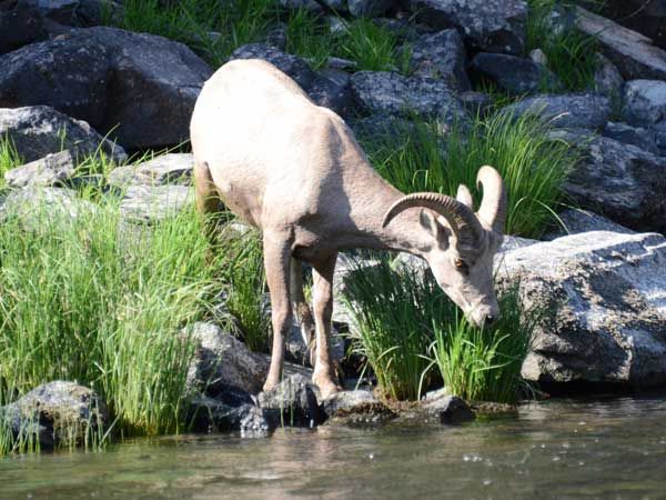 Big Horn Mountain Sheep