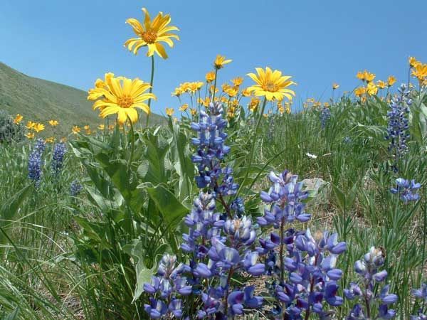 See beautiful Idaho wildflowers on a trail ride