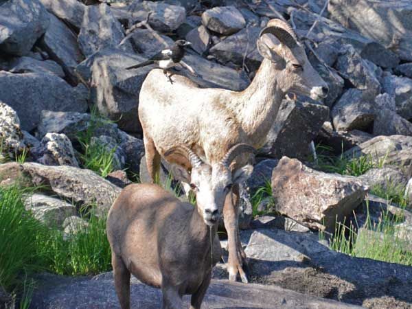 You might see big horn mountain sheep on a trail ride