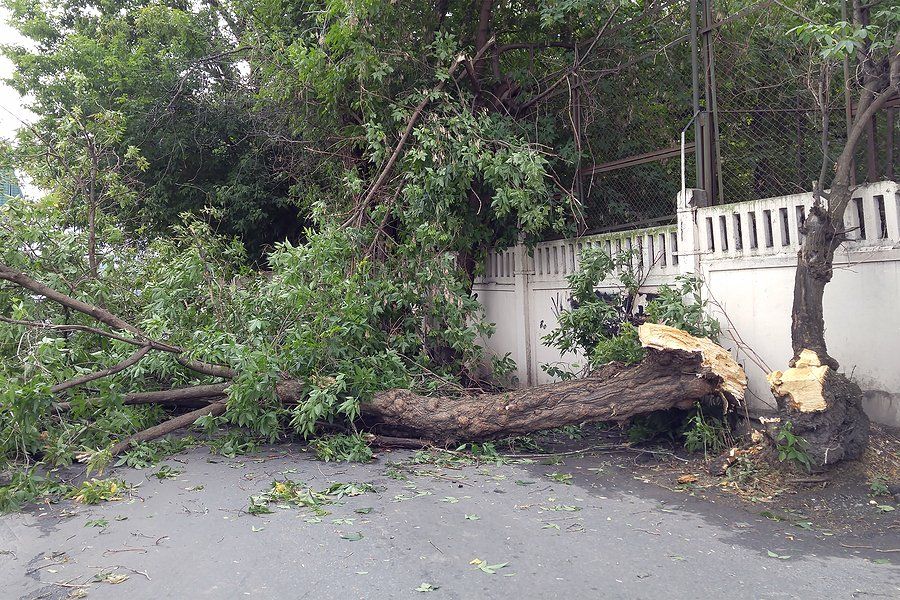 fallen tree beside the walls