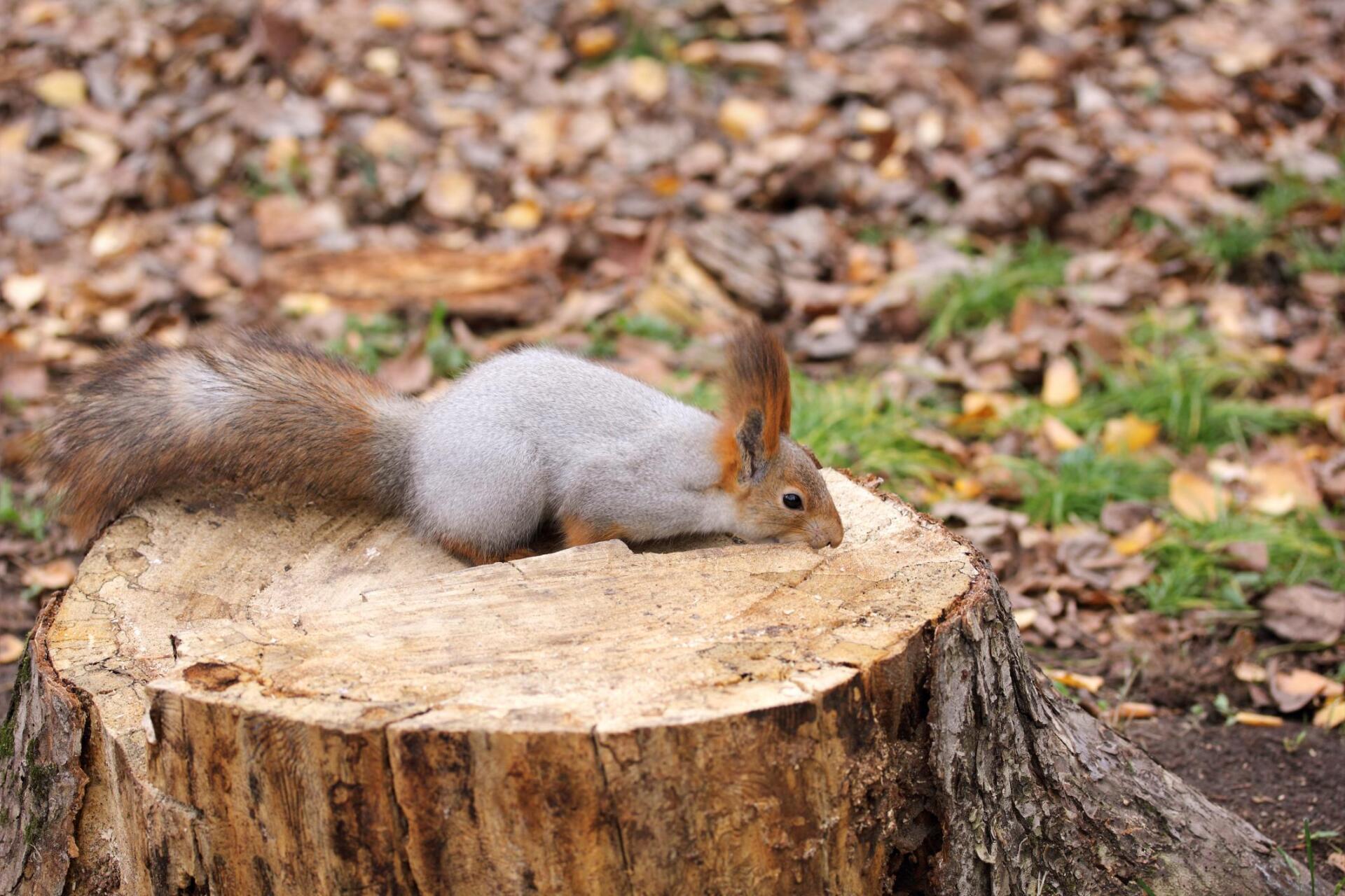 squirrel above the tree stump