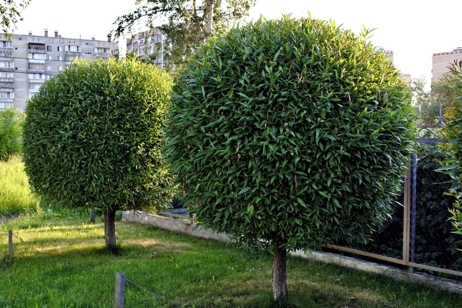 two plants in the garden