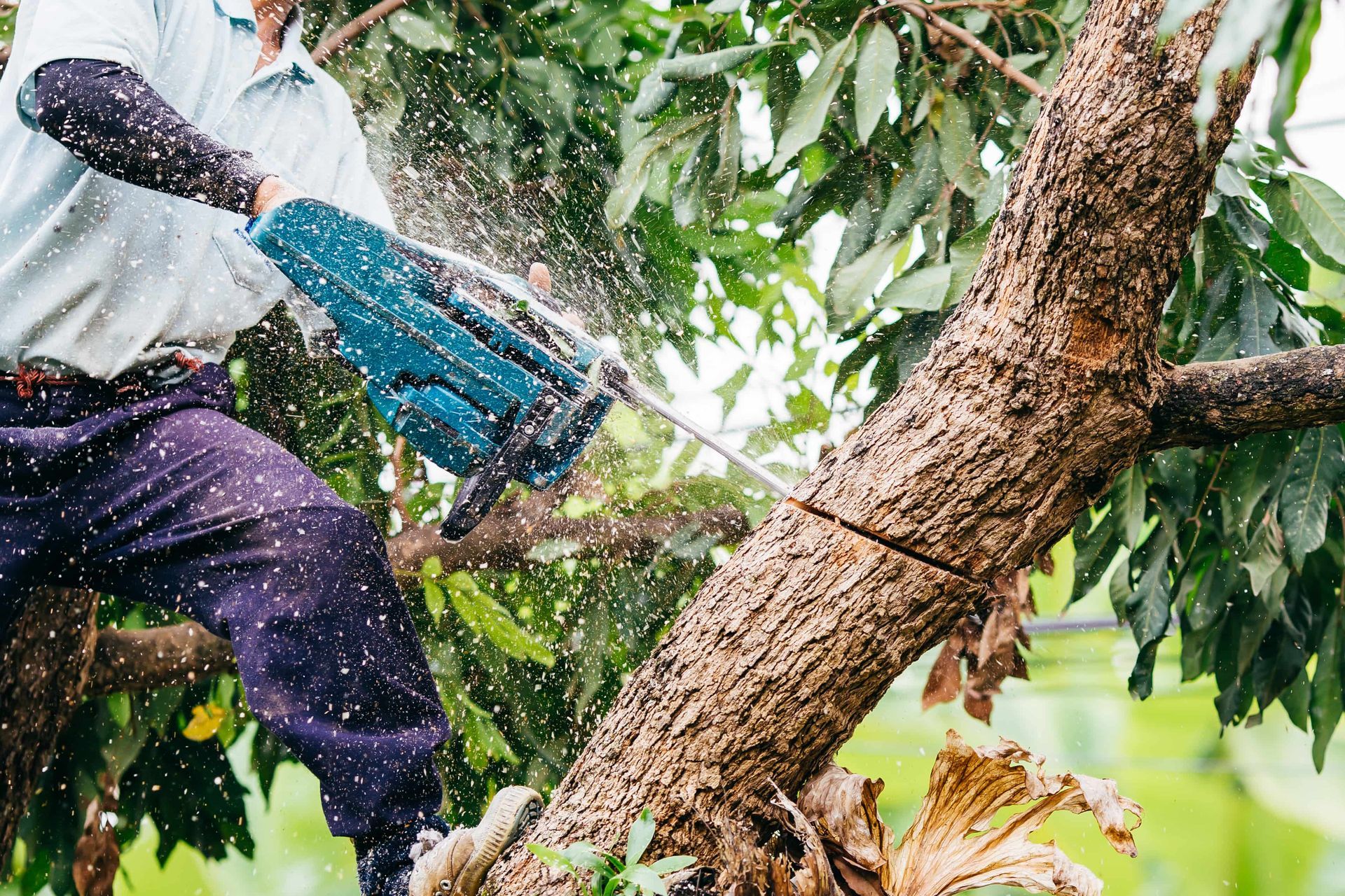 Person using a chainsaw to cut a tree branch, creating wood chips.