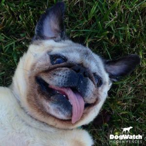A pug dog is laying in the grass with its tongue hanging out.