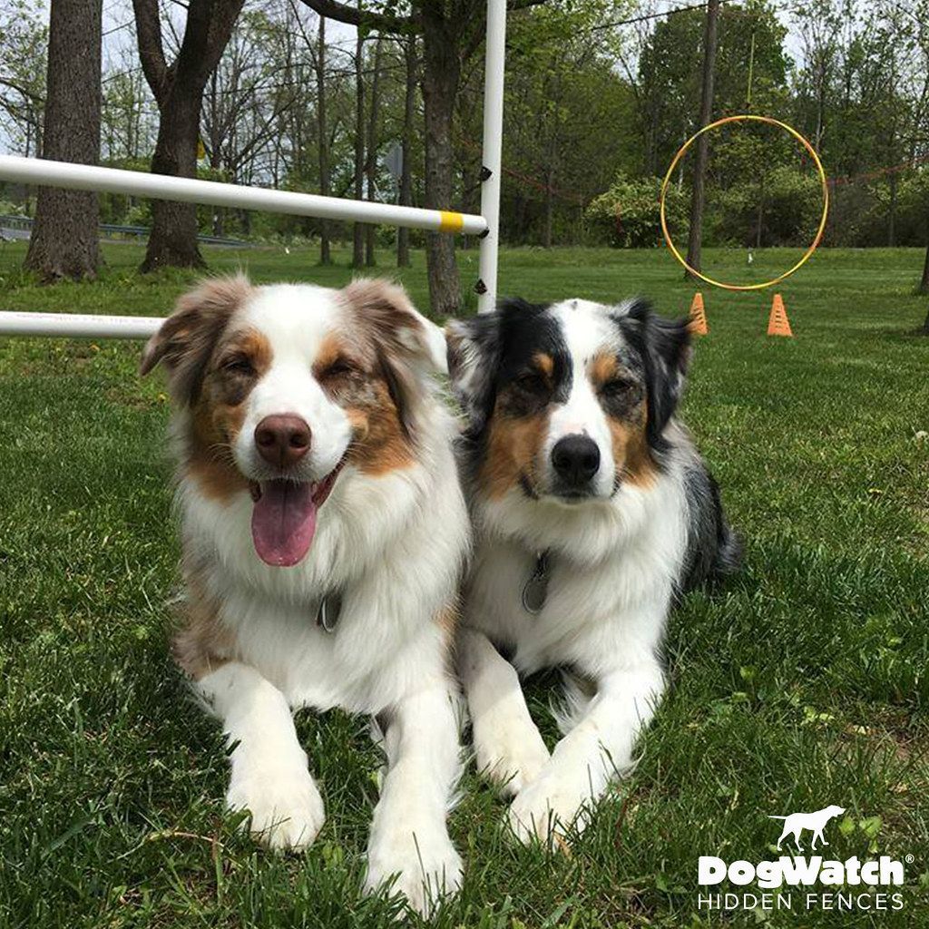 Two dogs are laying in the grass next to each other.