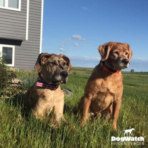 Two dogs are sitting in the grass in front of a house.