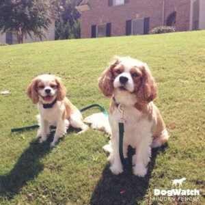 Two cavalier king charles spaniel puppies are sitting in the grass