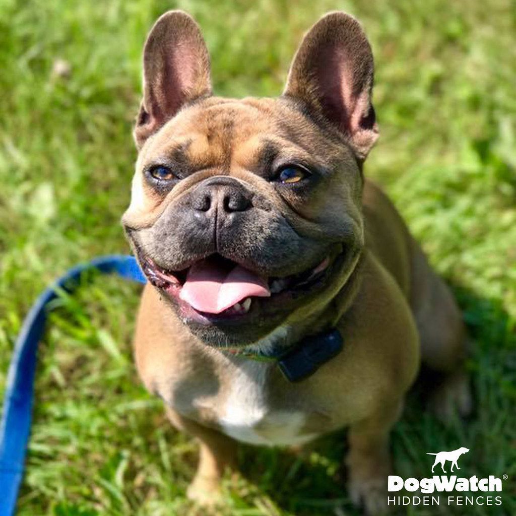A brown french bulldog is sitting in the grass with its tongue hanging out.