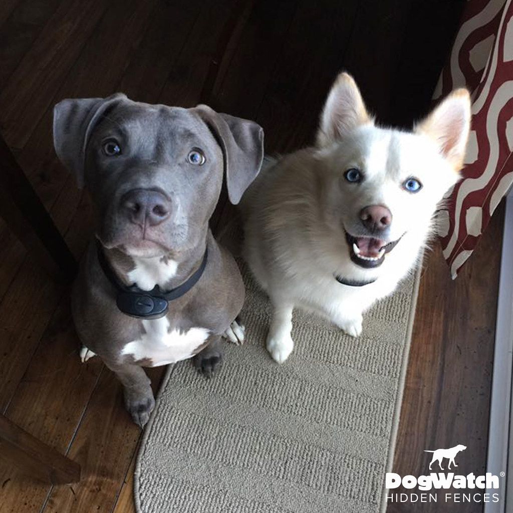 Two dogs are sitting next to each other on a rug and looking up at the camera.