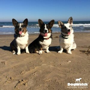 Three corgi dogs sitting on a beach with dogwatch hidden fences in the background