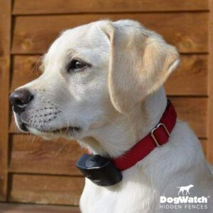 A dog wearing a red collar that says dogwatch hidden fences