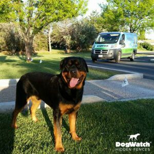 A dog standing in the grass with a dogwatch van in the background