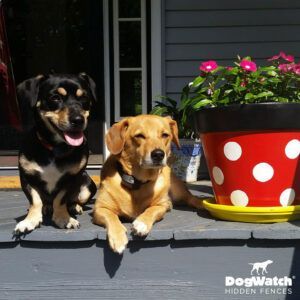 Two dogs are sitting on a porch next to a potted plant that says dogwatch hidden fences