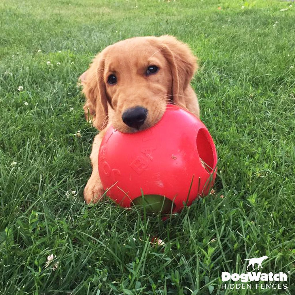 A puppy is playing with a red ball in the grass.