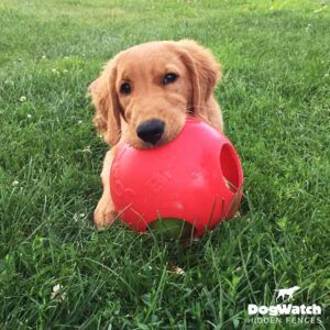 A puppy is playing with a red ball in the grass.
