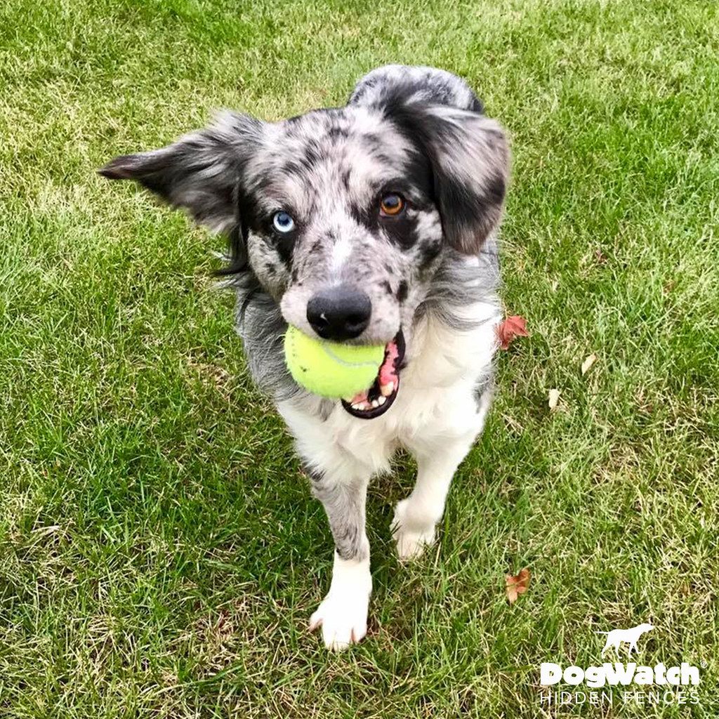 A black and white dog is holding a tennis ball in its mouth.