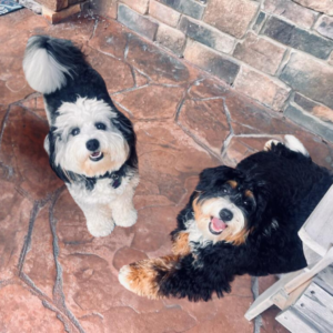 Two small dogs are standing next to each other on a tiled floor
