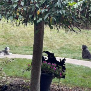 Two dogs are sitting under a tree in a yard