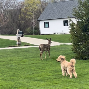 A dog and a deer are standing in a grassy field in front of a house.
