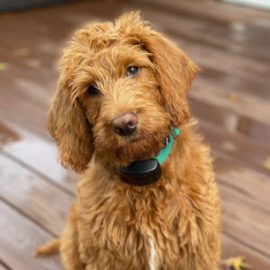 A brown dog with a green collar is sitting on a wooden deck