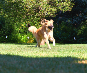 A dog is running on a lush green field
