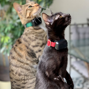 Two cats wearing collars are standing next to each other